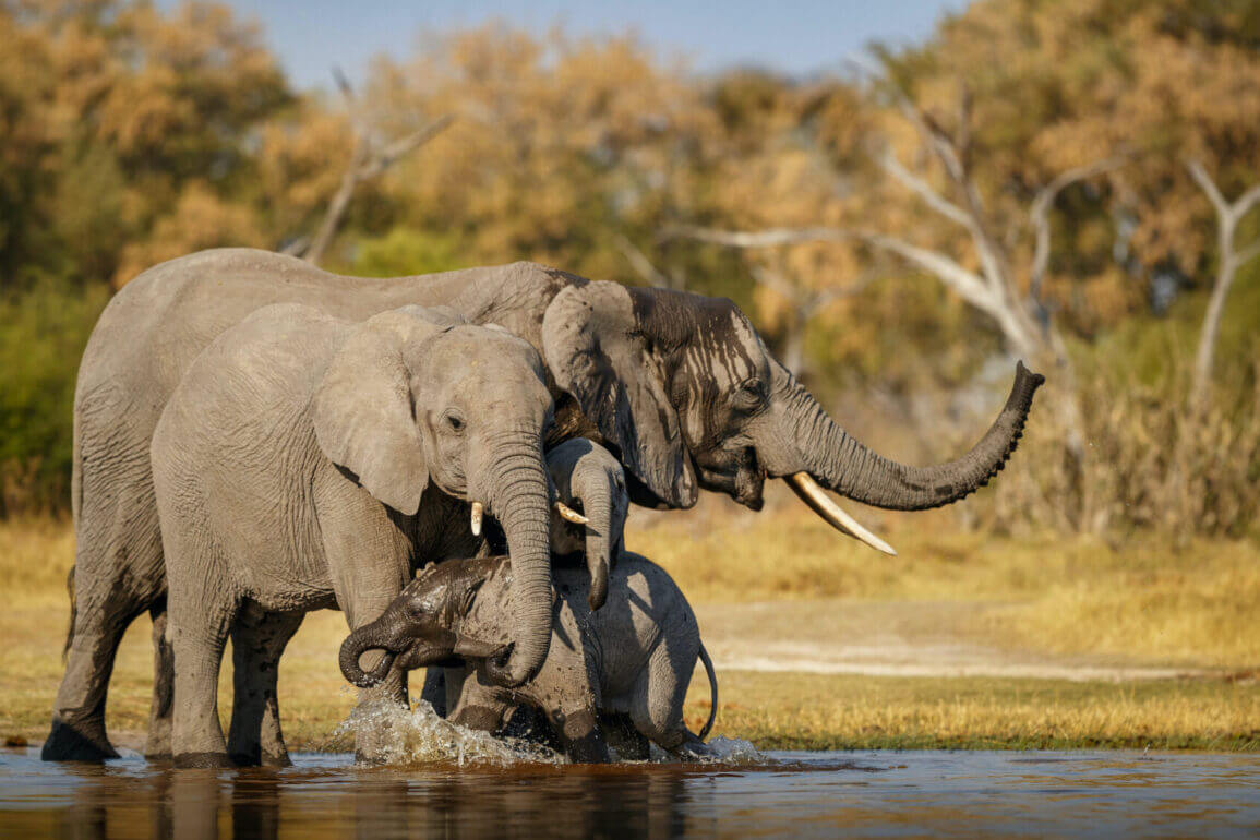 Elephants crossing the Zambezi at dusk