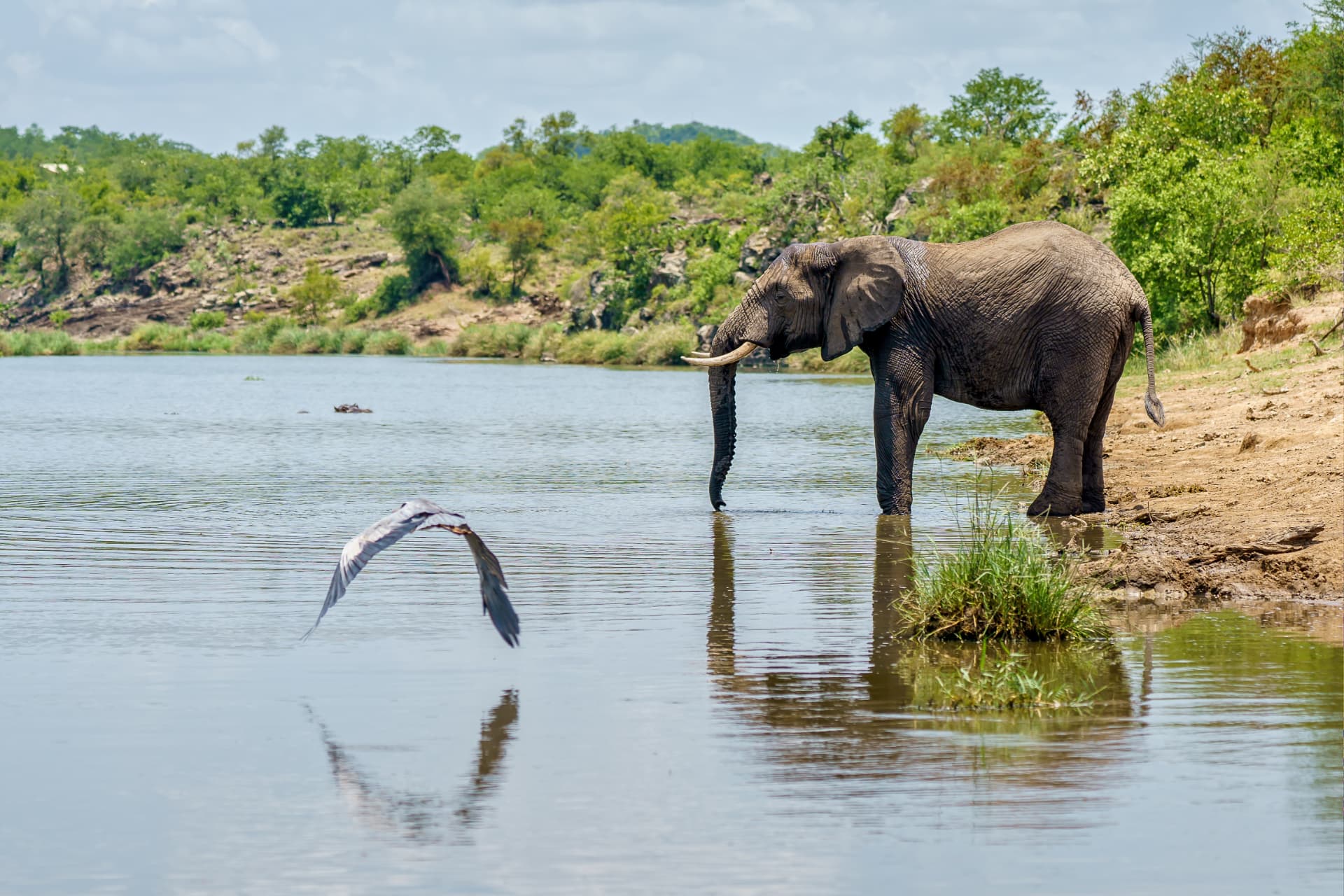 An elephant drinking at a lake with a bird skimming the water